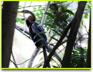 Kumarakom Bird Sanctuary