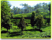 Kuttikanam