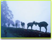 munnar-hill-station