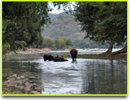 wayanad