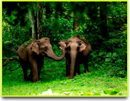 Muthanga Wild Life Sanctuary