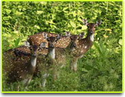 Tholpetty wildlife Sanctuary